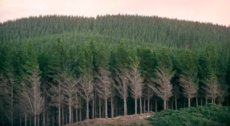 Forest360 - forestry management
