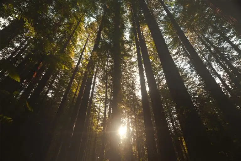 Forest 360 New Zealand forestry management