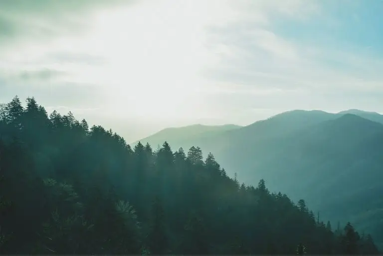 Forest 360 New Zealand Harvesting management services
