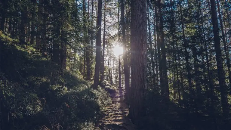 Forest 360 forestry management