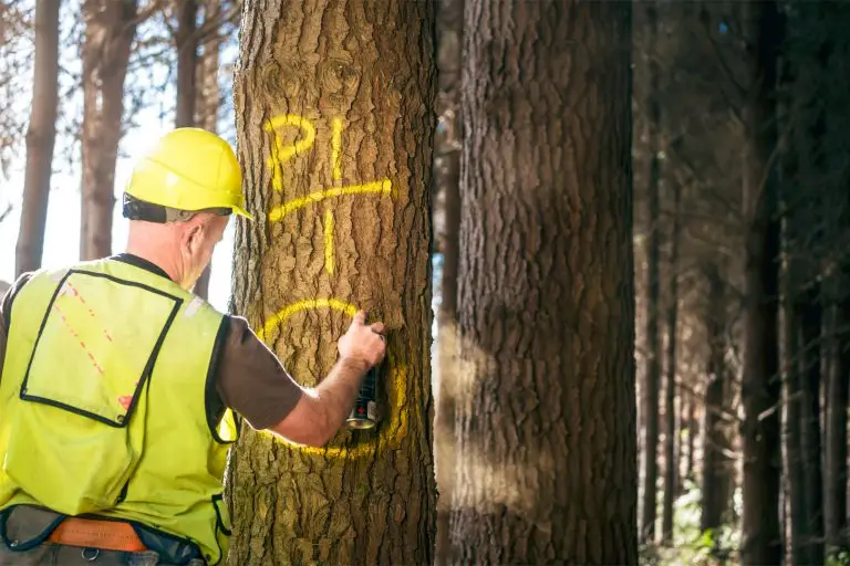 Forest 360 New Zealand Harvesting