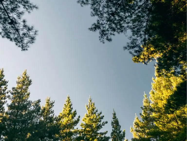 Forest 360 Harvesting management services