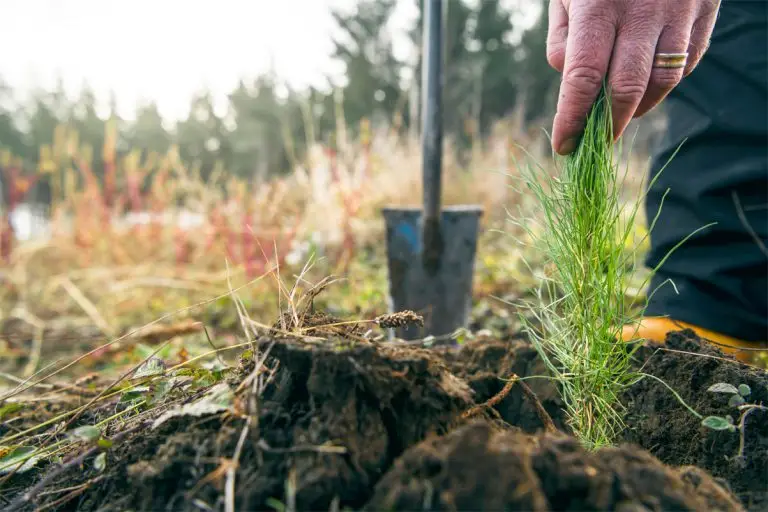 Forest 360 New Zealand forest investment growth services