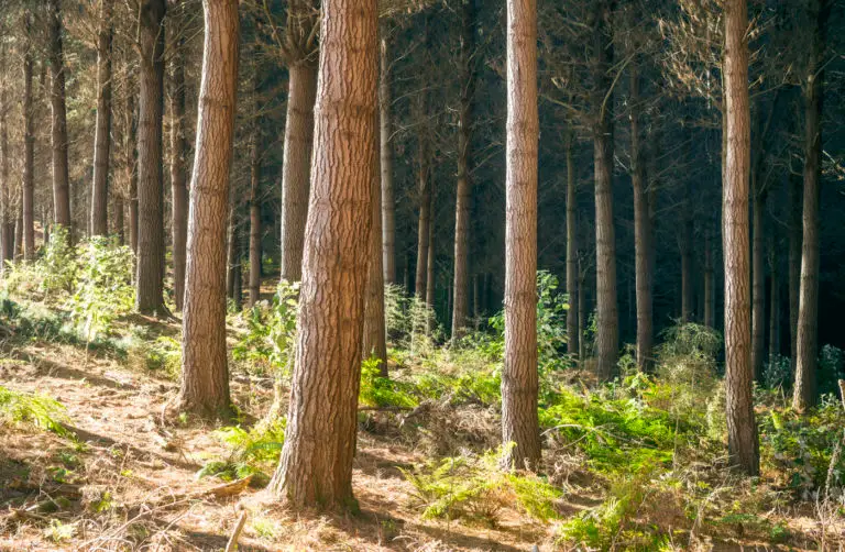 Forest360 - Harvesting management NZ