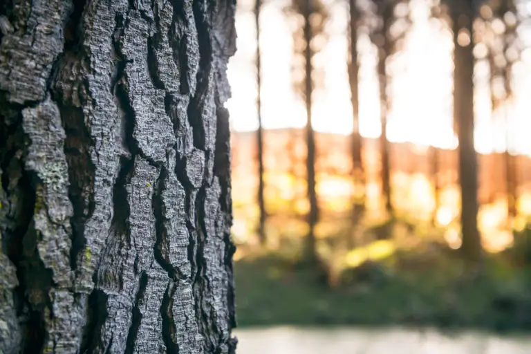 Forest360 - What is carbon forestry