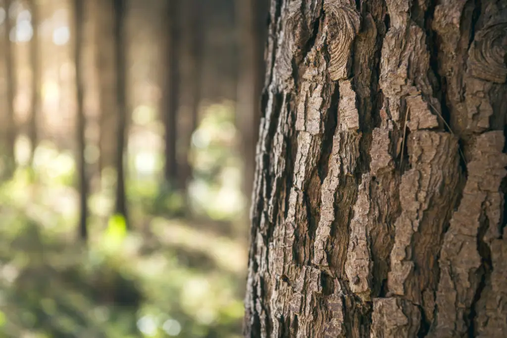 forest360