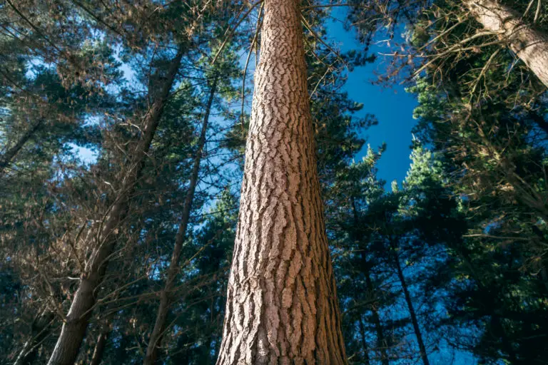 Forest360 - Best forest management company NZ
