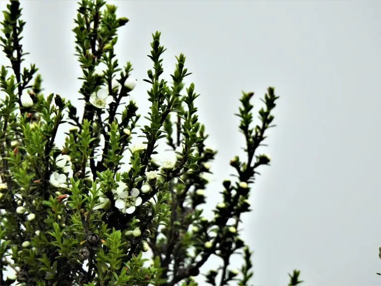 Forest 360 - forest trees