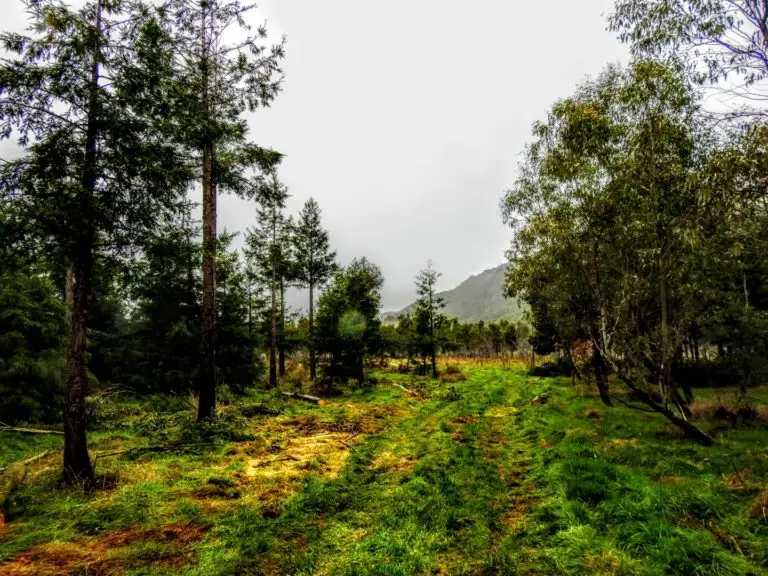 Forest 360 - Forestry services