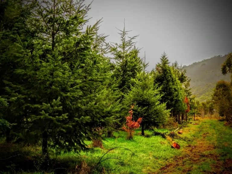 Forest 360 - Forest consultancy