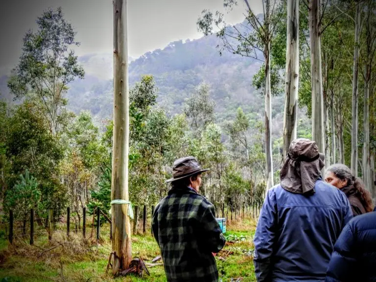 Forest 360 - Harvesting management