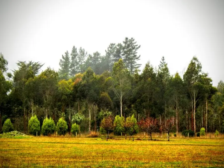 Forest 360 - Best forest management company NZ