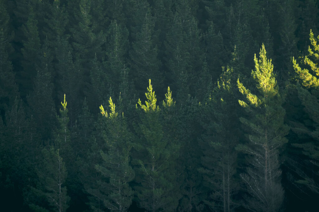 Reasons to enter older or second rotation forestry into the Emissions Trading Scheme
