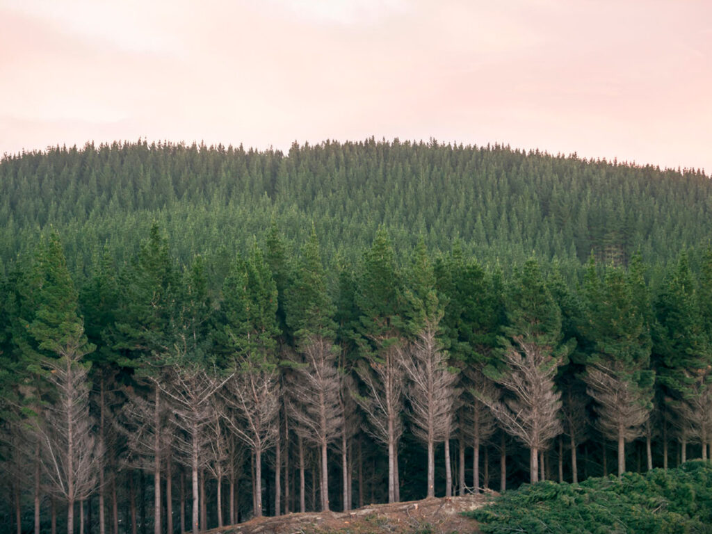 Maximising Returns in Forestry: Strategic Management and Market Integration
